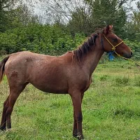 اسب مادیان|اسب و تجهیزات اسبسواری|پیربازار, |دیوار