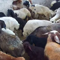 ۲۵ راس گوسفند داشتی ابستن بدون بره|حیوانات مزرعه|مریوان, |دیوار