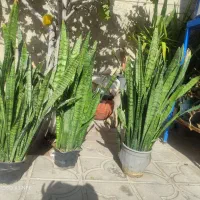 فروش گل های زیبا