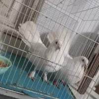 کفتر . کبوتر. دم چتری