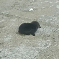 خرگوش لپ|موش و خرگوش|میاندوآب, |دیوار