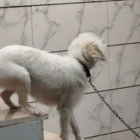 واگذاری سگ نژاد شیدزو|سگ|خرم‌آباد, |دیوار