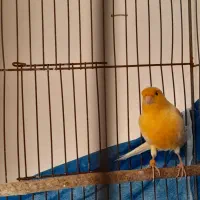 قناری نر مست شلاقی|پرنده|هشتگرد, فاز ۷ مهستان|دیوار