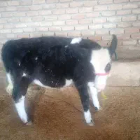 گاو وگوساله ماده|حیوانات مزرعه|کامیاران, |دیوار