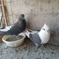 کبوتر نوک قنار|پرنده|وحیدیه, |دیوار