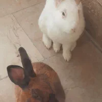 فروش خرگوش