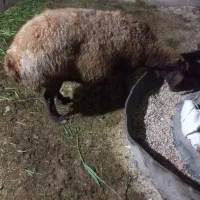 گوسفند ابستن سنگین فروش فوری