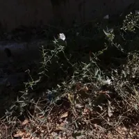 داوطلبان
