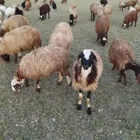 گوسفند یک گله۶۱عددی