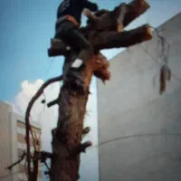 خرید چوب و قط درختان داخل منزل با اره برقی