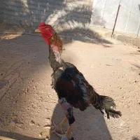 خروس لاری اوشامو|حیوانات مزرعه|سرپل ذهاب, |دیوار