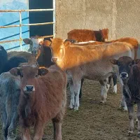 تلیسیه دورک