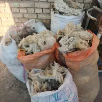 پشم گوسفند