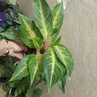 گل و گیاه آپارتمانی|گل و گیاه طبیعی|رشت, پل تالشان|دیوار