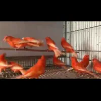 قناری رسمی بلند و رنگی اورجینال|پرنده|دماوند, گیلاوند|دیوار