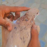 کفتر جفتگاه|پرنده|گلبهار, نوبهار|دیوار