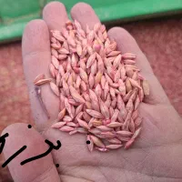 جو بذری اصلاح شده