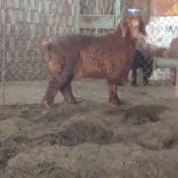 بره مست خمیری بره ها خود بتن **