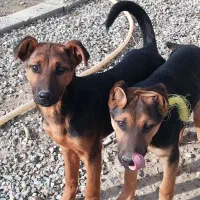 توله سگ دوبرمن