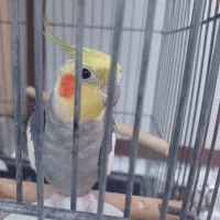 عروس هلندی جفت مولد