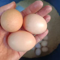 تخم مرغ رسمی گلپایگانی و جوجه یک روزه