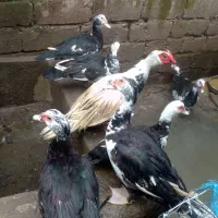 اردک اسرائیلی بالغ