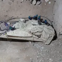 کبوتر دمسفید