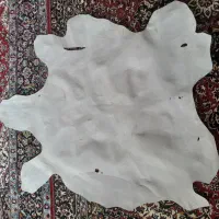 چرم و پوست الاغ /خر