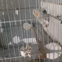 عروس هلندی|پرنده|رشت, پستک|دیوار