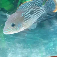 جوجه گرین ترور