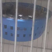 فنچ بنگالی. کراواتی و رز بورک|پرنده|تبریز, |دیوار