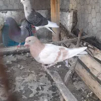 کبوتر