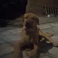 سگ پژدر|سگ|قروه, |دیوار