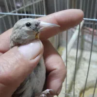 سهره نر.جوجه گلبسر.جوجه سهره .آگهی بخون|پرنده|تربت جام, حافظ|دیوار