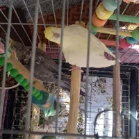 عروس هلندی جفت سخنگو