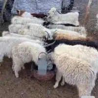 فروش کهره چاق درجه یک