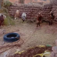 گوسفند فروشی