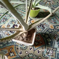 گلدون گل طبیعی70تومن|گل و گیاه طبیعی|بیرجند, |دیوار