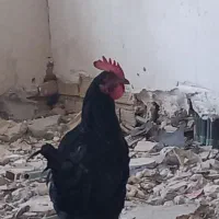 مرغ وخروس محلی