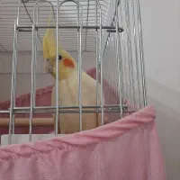 پرنده فروشی|پرنده|ماهدشت, |دیوار