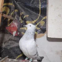 چندتا حیوان هم رنگی هم پرشی|پرنده|قزوین, |دیوار