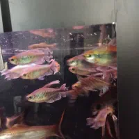 ماهی زینتی|ماهی|ری, دولتآباد|دیوار