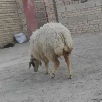 میش|حیوانات مزرعه|سراوان, |دیوار