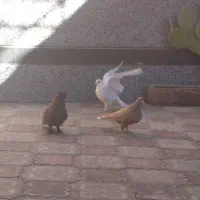 گلی و زرد دم سفید