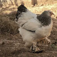 برهما لایت|حیوانات مزرعه|صوفیان, |دیوار