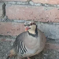 دوعدد پرنده