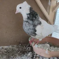 طوقی|پرنده|قم, انسجام|دیوار