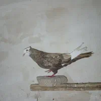 کبوتر