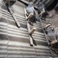 کفتر کبوتر