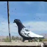 سینه سیاه گمشده.خریدارم 5ملیون|پرنده|شیراز, تندگویان|دیوار